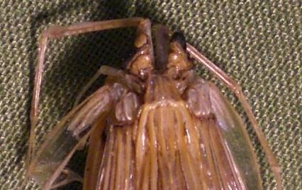 carinosquilla balicasag T.F.C. rostral plate.JPG